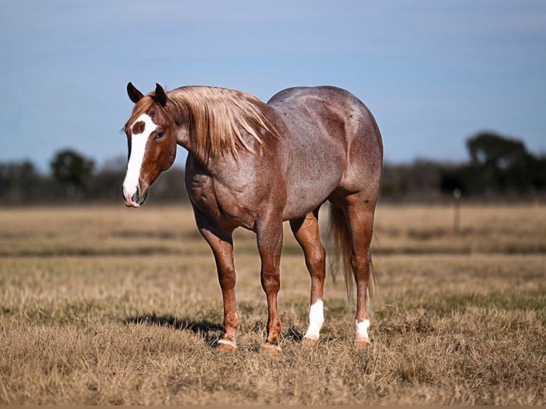 American Quarter Horse Gelding 4 years 14.3 hh Roan-Red in Waco