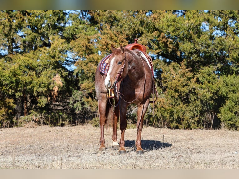American Quarter Horse Gelding 4 years 14.3 hh Roan-Red in Ripley