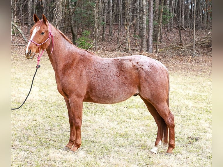 American Quarter Horse Gelding 4 years 14.3 hh Roan-Red in Blairsville