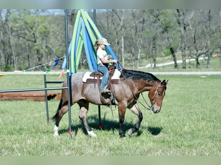 American Quarter Horse Gelding 4 years 14.3 hh Roan-Red in Mount Vernon