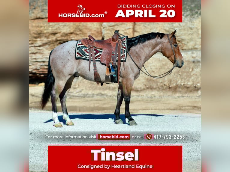 American Quarter Horse Gelding 4 years 14.3 hh Roan-Red in Mount Vernon