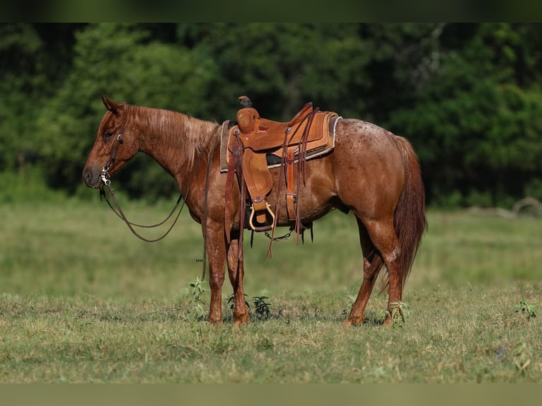 American Quarter Horse Gelding 4 years 14,3 hh Roan-Red in Troup, TX