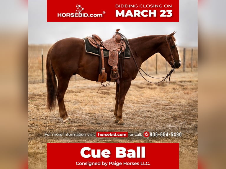 American Quarter Horse Gelding 4 years 14.3 hh Sorrel in Amarillo