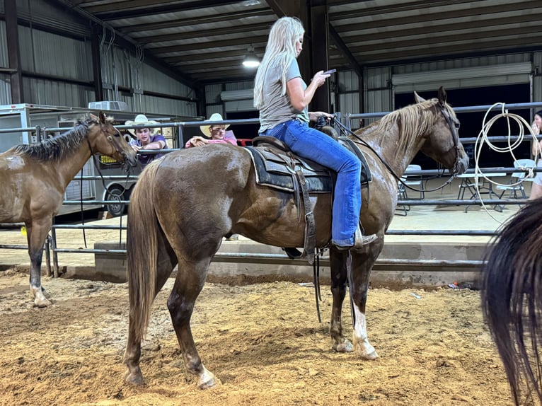 American Quarter Horse Gelding 4 years 14,3 hh Sorrel in Carthage