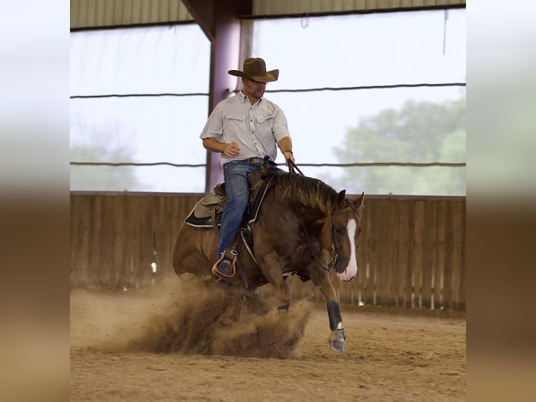 American Quarter Horse Gelding 4 years 14,3 hh Sorrel in Buffalo