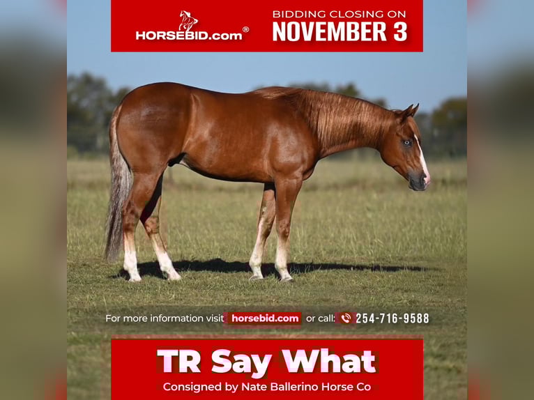 American Quarter Horse Gelding 4 years 14,3 hh Sorrel in Waco