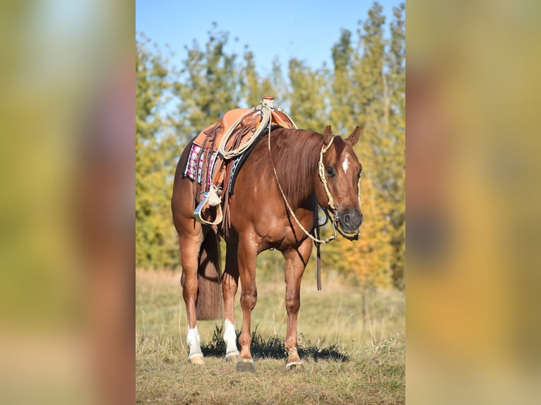 American Quarter Horse Gelding 4 years 14,3 hh Sorrel in Joice, IA