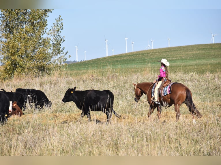 American Quarter Horse Gelding 4 years 14,3 hh Sorrel in Joice, IA