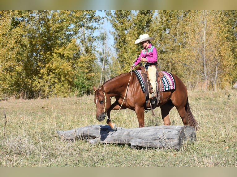 American Quarter Horse Gelding 4 years 14,3 hh Sorrel in Joice, IA