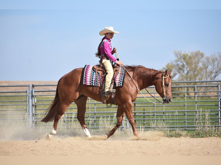 American Quarter Horse Gelding 4 years 14,3 hh Sorrel in Joice, IA