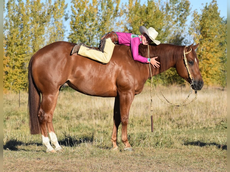 American Quarter Horse Gelding 4 years 14,3 hh Sorrel in Joice, IA