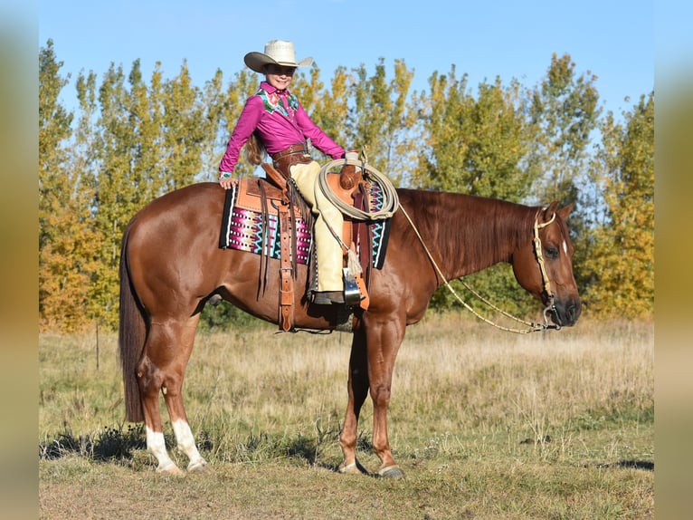 American Quarter Horse Gelding 4 years 14,3 hh Sorrel in Joice, IA