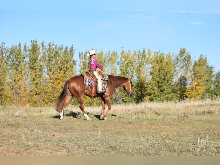 American Quarter Horse Gelding 4 years 14,3 hh Sorrel in Joice, IA