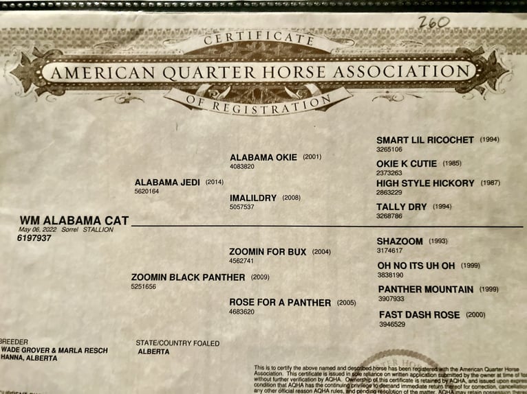 American Quarter Horse Gelding 4 years 14.3 hh Sorrel in Casa Grande