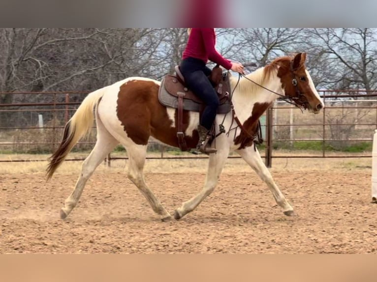 American Quarter Horse Gelding 4 years 14,3 hh Tobiano-all-colors in Weatherford TX