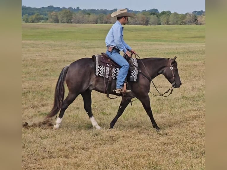 American Quarter Horse Gelding 4 years 14 hh Black in Robards KY