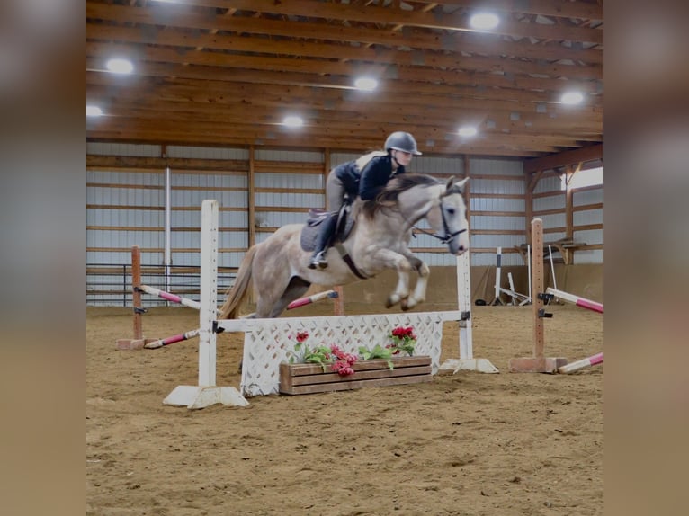 American Quarter Horse Gelding 4 years 14 hh Grey-Dapple in Howell