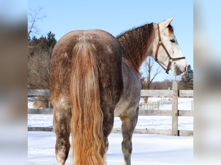 American Quarter Horse Gelding 4 years 14 hh Grey-Dapple in Howell
