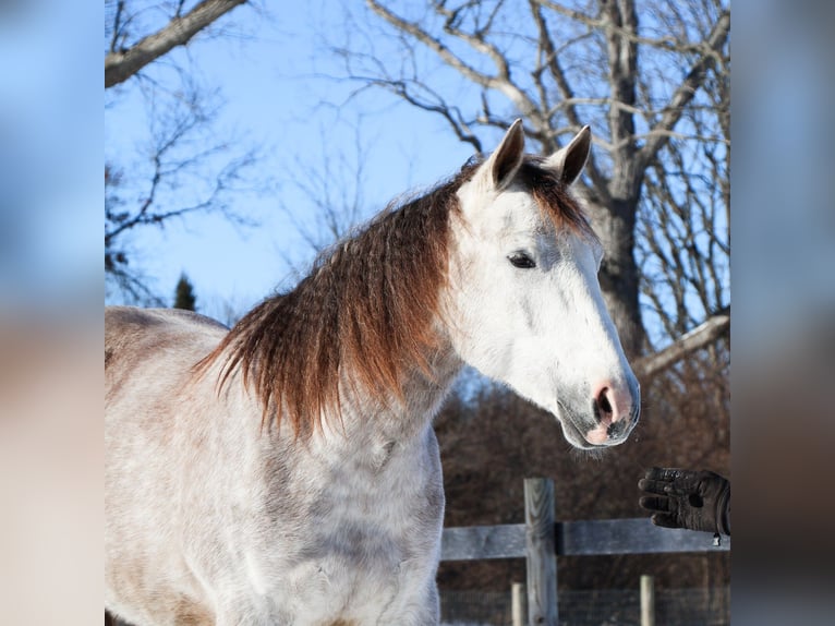 American Quarter Horse Gelding 4 years 14 hh Grey-Dapple in Howell