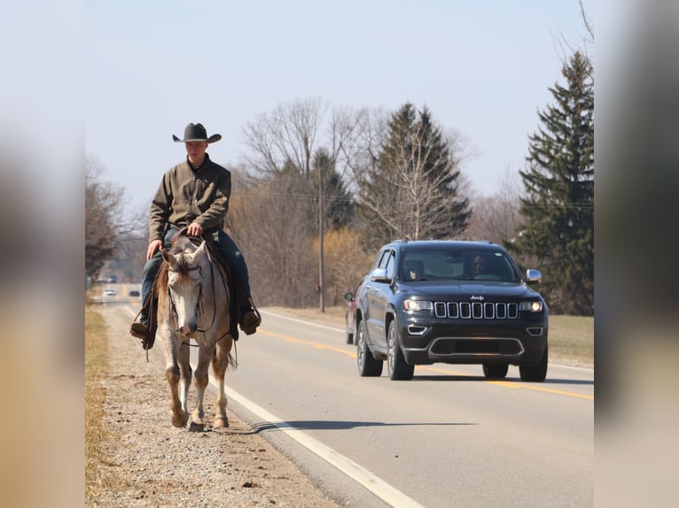 American Quarter Horse Gelding 4 years 14 hh Grey-Dapple in Howell