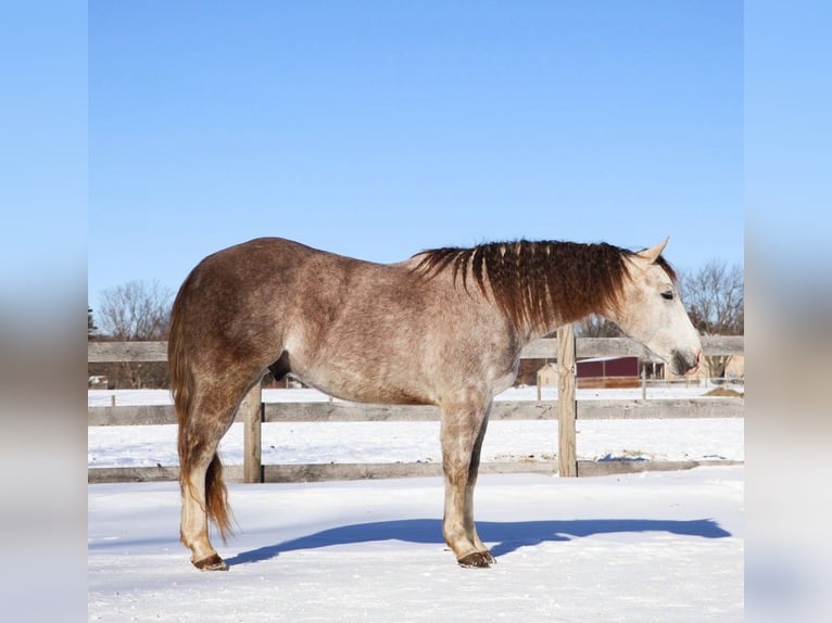 American Quarter Horse Gelding 4 years 14 hh Grey-Dapple in Howell