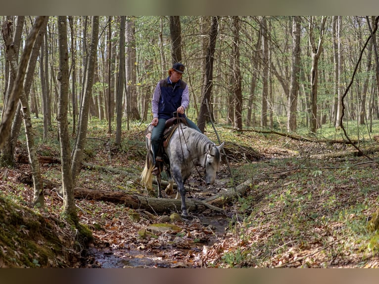 American Quarter Horse Gelding 4 years 14 hh Grey in Shippensburg