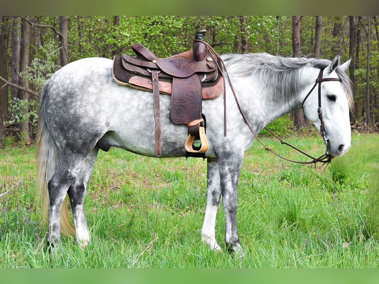 American Quarter Horse Gelding 4 years 14 hh Grey in Shippensburg
