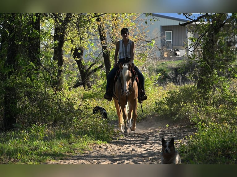 American Quarter Horse Gelding 4 years 14 hh Palomino in Stephenville