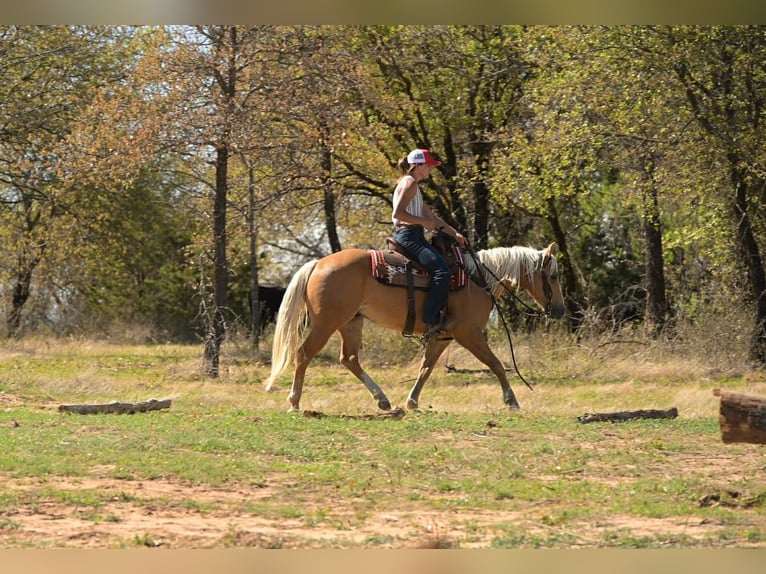 American Quarter Horse Gelding 4 years 14 hh Palomino in Stephenville