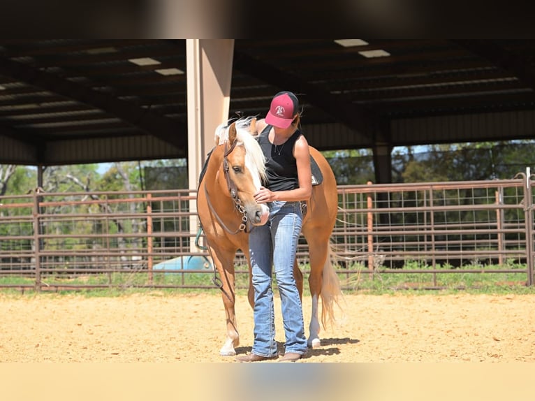 American Quarter Horse Gelding 4 years 14 hh Palomino in Stephenville