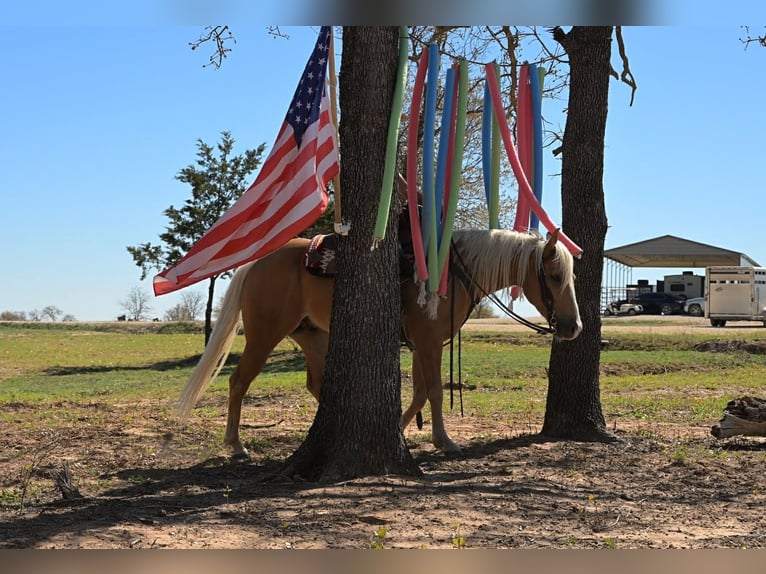 American Quarter Horse Gelding 4 years 14 hh Palomino in Stephenville