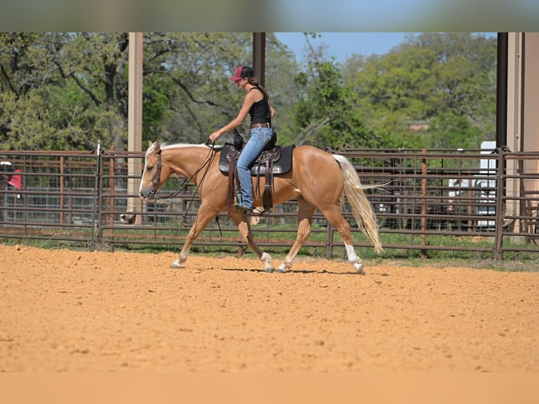 American Quarter Horse Gelding 4 years 14 hh Palomino in Stephenville