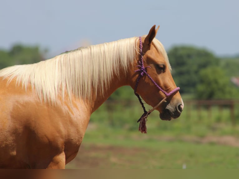 American Quarter Horse Gelding 4 years 14 hh Palomino in Bolivar, MO