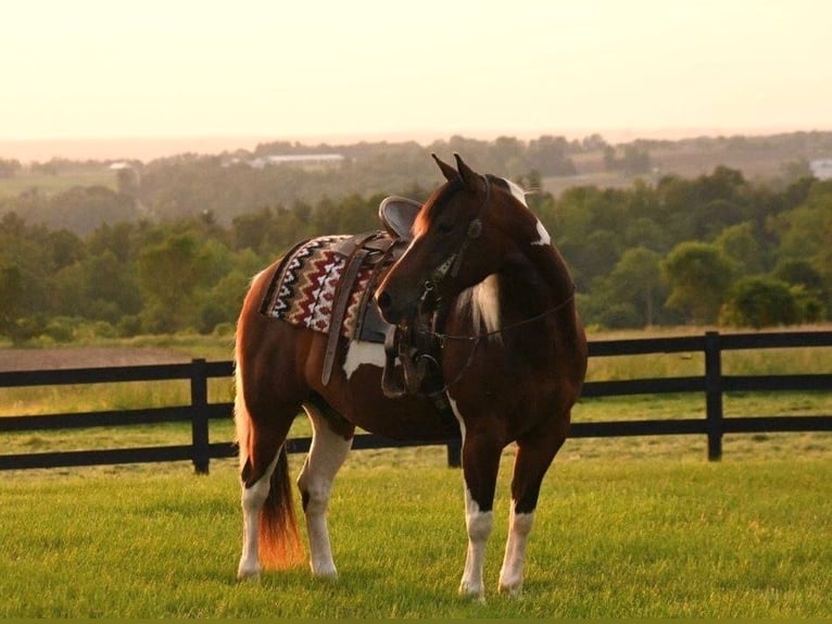 American Quarter Horse Gelding 4 years 14 hh Pinto in Fredericksburg