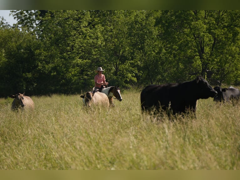 American Quarter Horse Mix Gelding 4 years 14 hh Pinto in Baltic