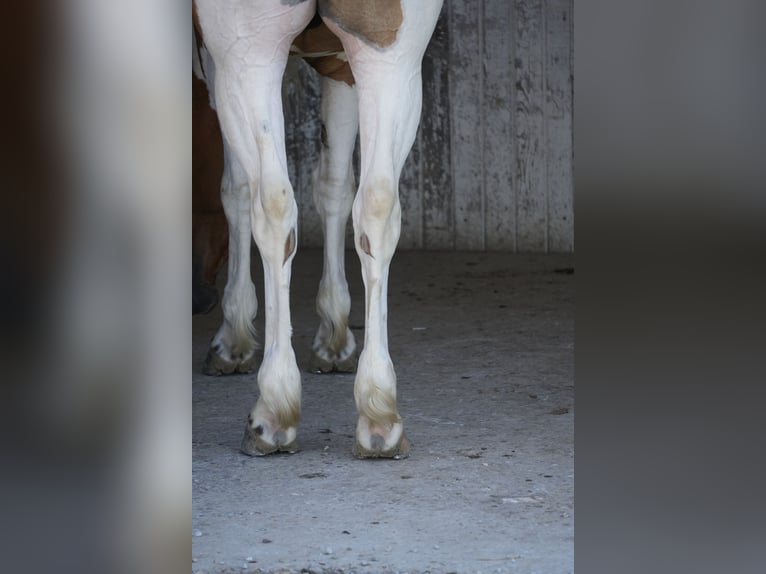 American Quarter Horse Mix Gelding 4 years 14 hh Pinto in Baltic