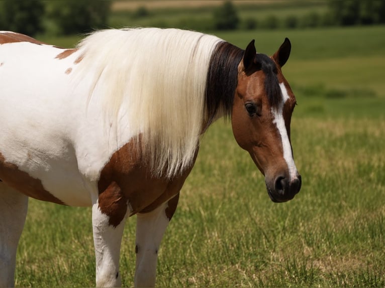 American Quarter Horse Mix Gelding 4 years 14 hh Pinto in Baltic