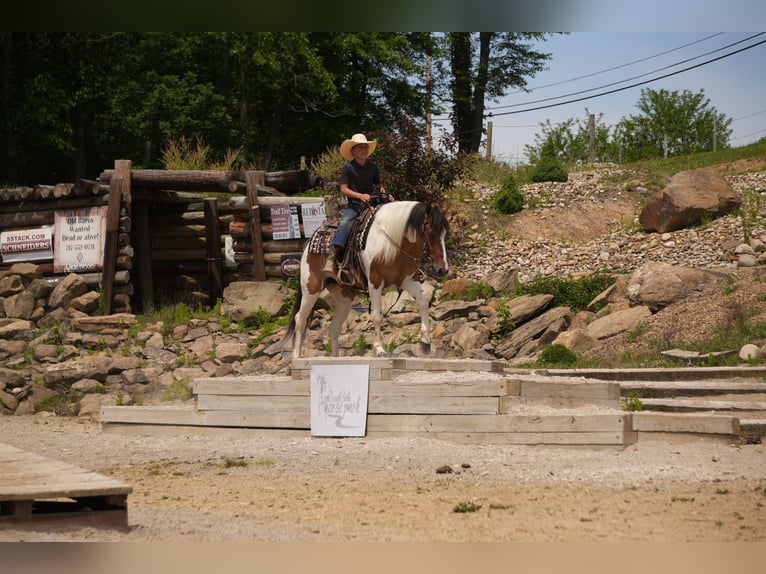 American Quarter Horse Mix Gelding 4 years 14 hh Pinto in Baltic