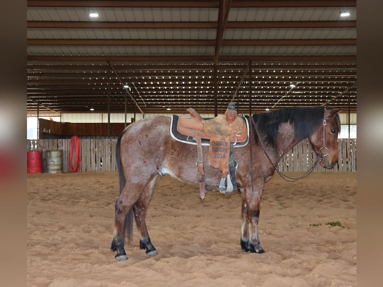 American Quarter Horse Gelding 4 years 14 hh Roan-Bay in Holdenville