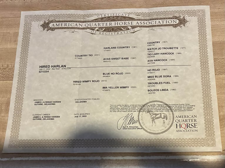 American Quarter Horse Gelding 4 years 14 hh Roan-Bay in Holdenville