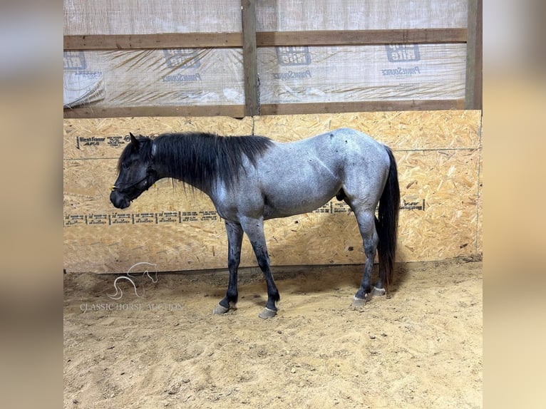 American Quarter Horse Gelding 4 years 14 hh Roan-Blue in Sebree,KY