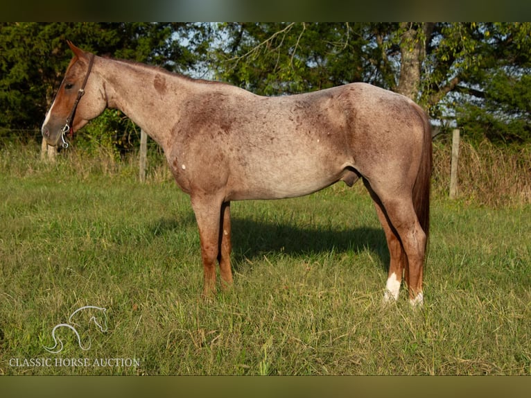 American Quarter Horse Gelding 4 years 14 hh Roan-Red in Greensburg, KY