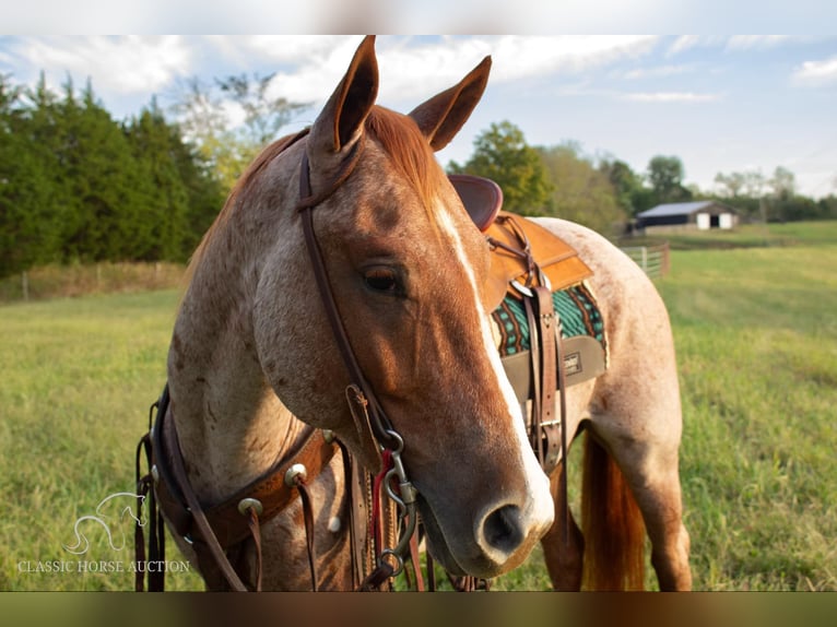 American Quarter Horse Gelding 4 years 14 hh Roan-Red in Greensburg, KY