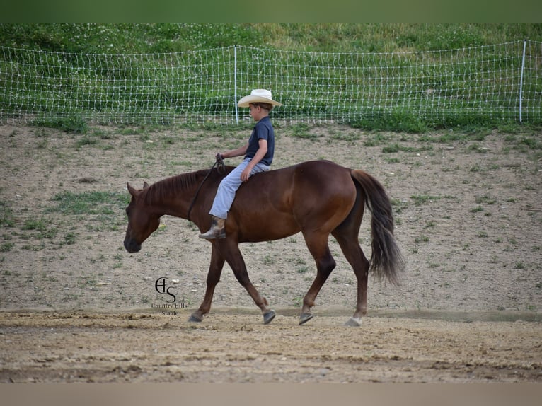 American Quarter Horse Gelding 4 years 14 hh Sorrel in Baltic, OH