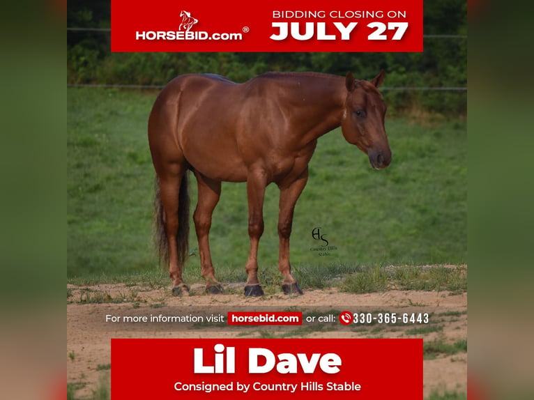American Quarter Horse Gelding 4 years 14 hh Sorrel in Baltic, OH