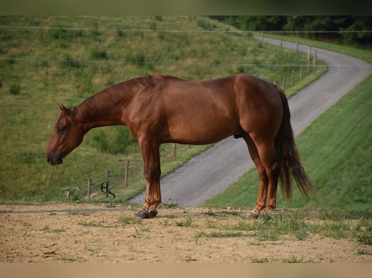 American Quarter Horse Gelding 4 years 14 hh Sorrel in Baltic, OH