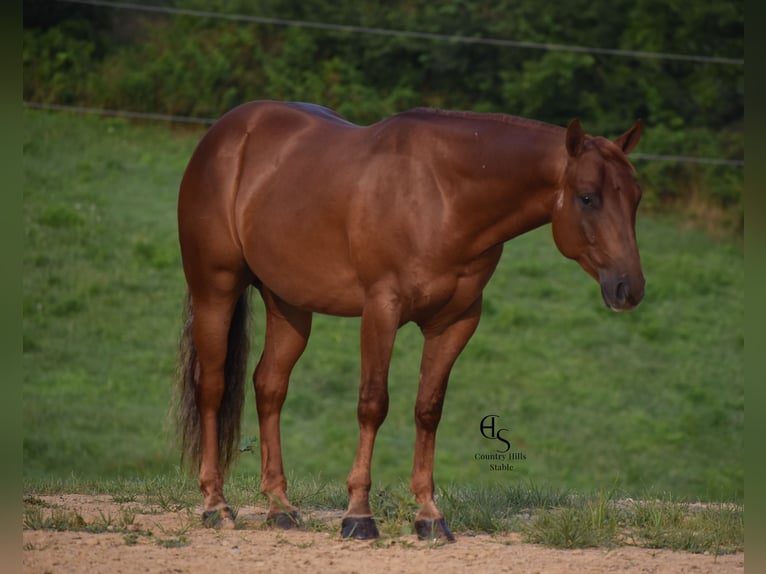 American Quarter Horse Gelding 4 years 14 hh Sorrel in Baltic, OH