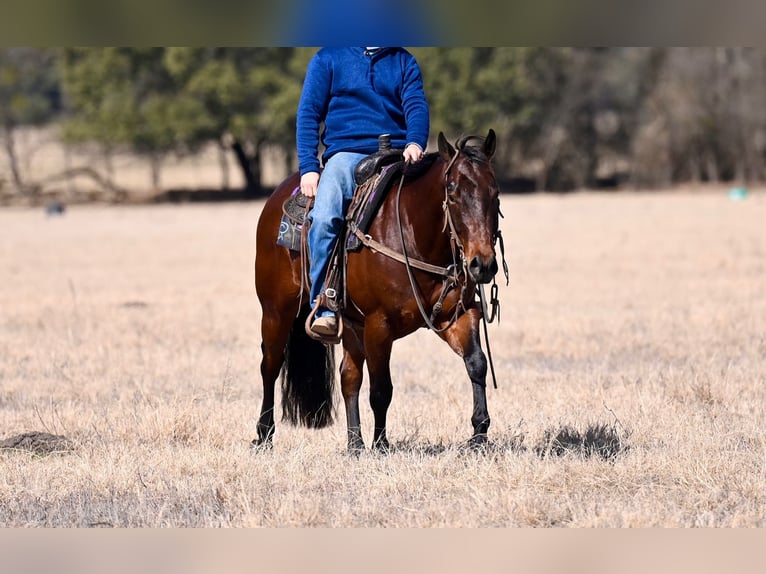 American Quarter Horse Gelding 4 years 14,1 hh Bay in Waco