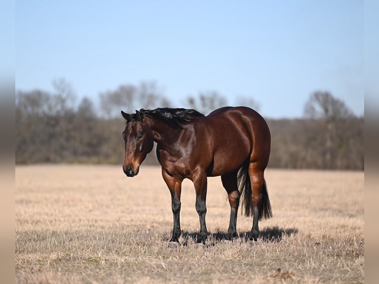 American Quarter Horse Gelding 4 years 14,1 hh Bay in Waco