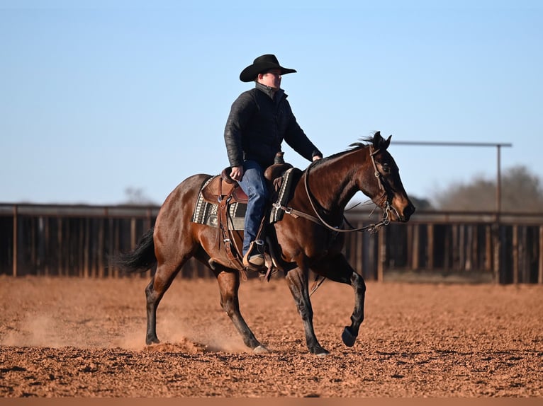 American Quarter Horse Gelding 4 years 14,1 hh Bay in Waco